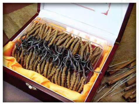 大岭山镇冬虫夏草回收